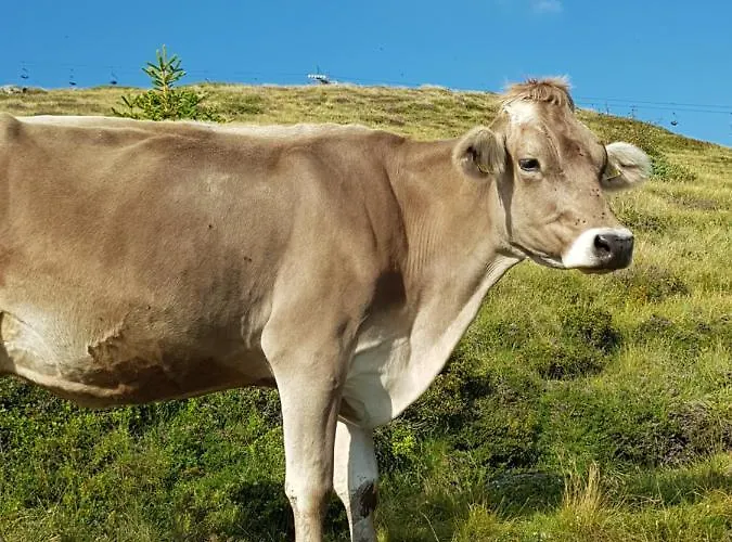 Boutique-hotel Vincenz Hotel 3*