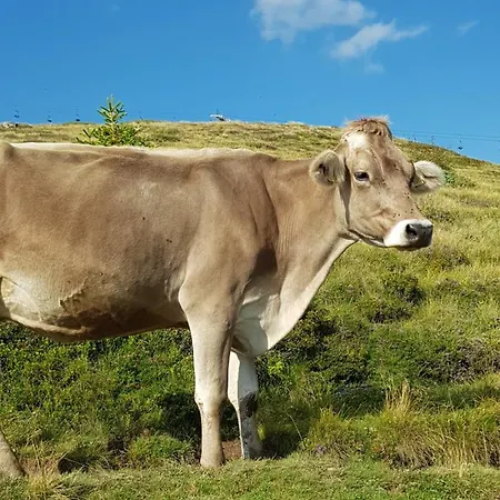 Boutique-hotel Vincenz 호텔 3*